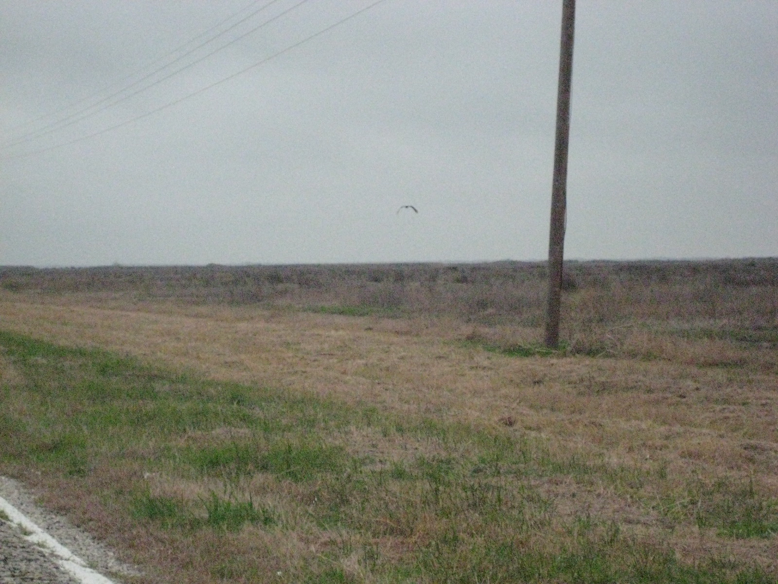 Birds!
